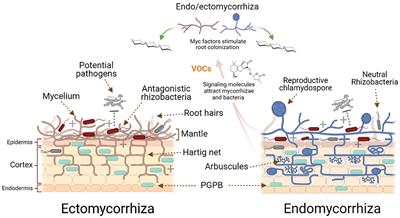 Mycorrhizal-Bacterial Amelioration of Plant <mark class="highlighted">Abiotic and Biotic Stress</mark>